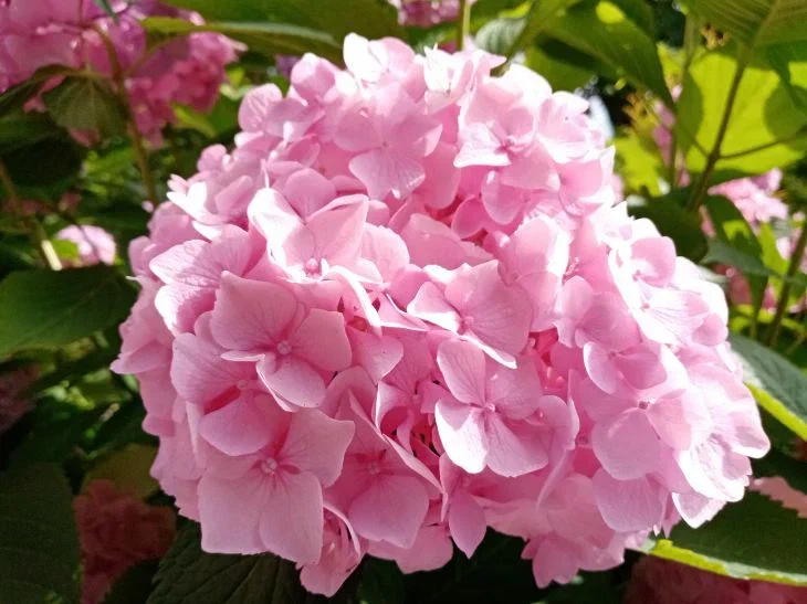 Hydrangea