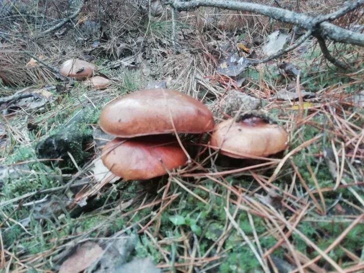 Mushrooms