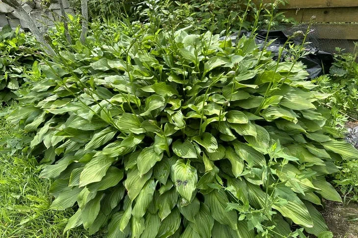 hosta