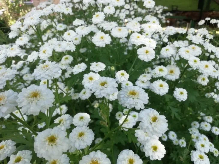 Chrysanthemums