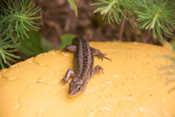 lézard