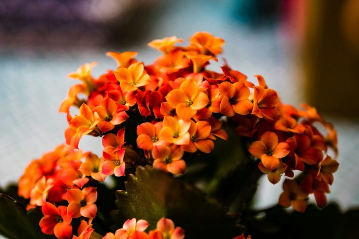 Kalanchoe