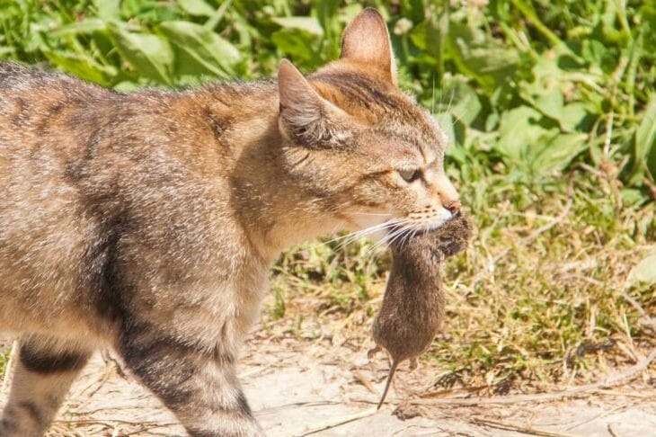 Chat et souris