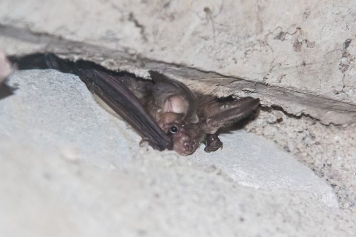 bat