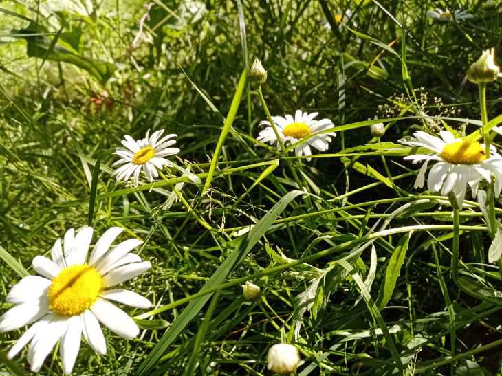 marguerites