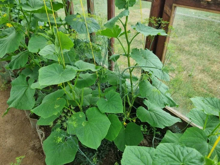 Cucumbers