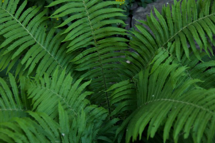 Fern