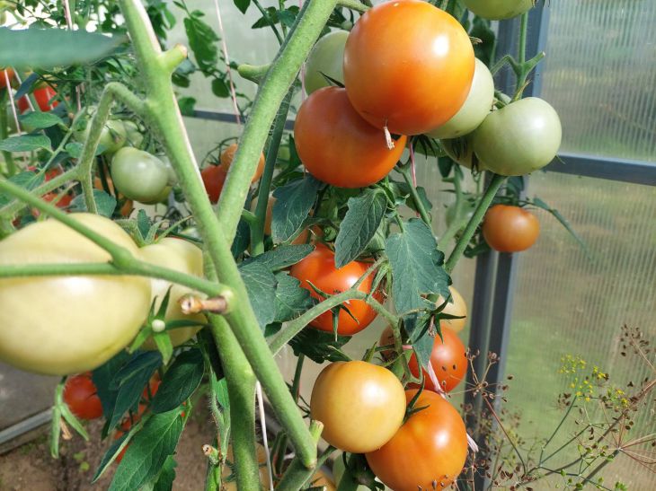 Tomaten