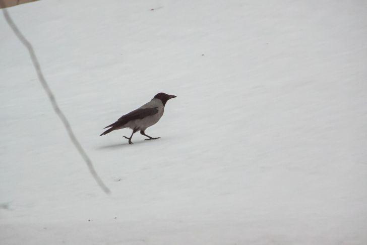 ein Vogel