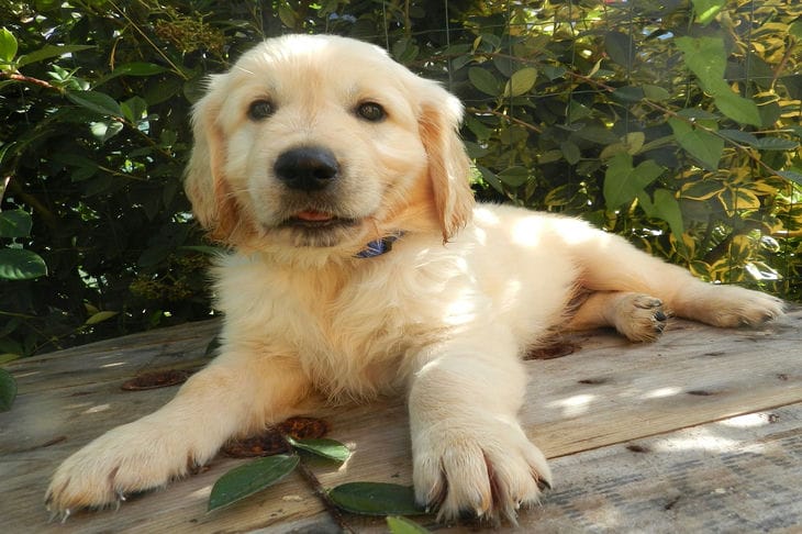 perro perdiguero de oro