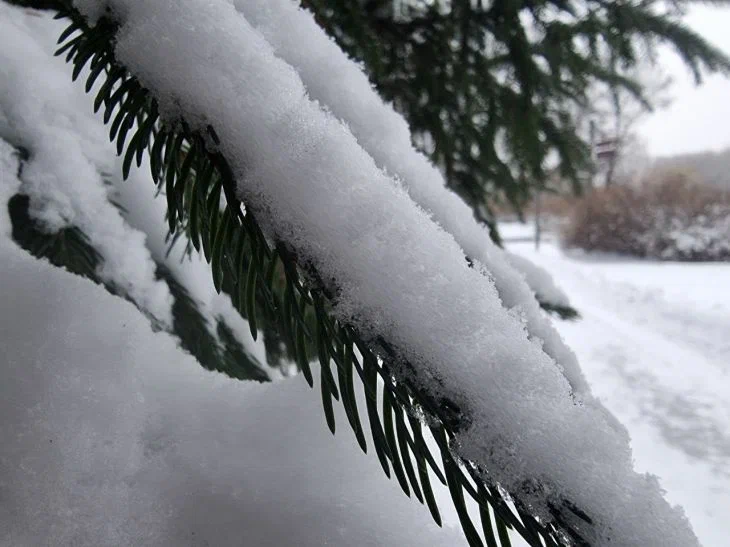 Weihnachtsbaum Schnee