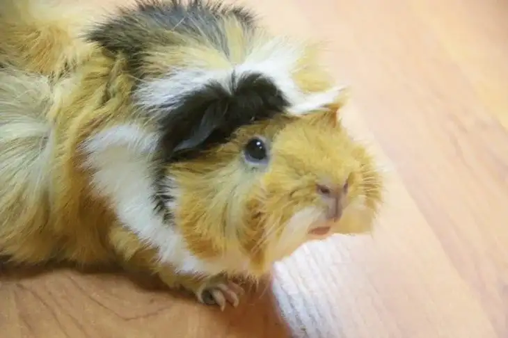 Guinea pig