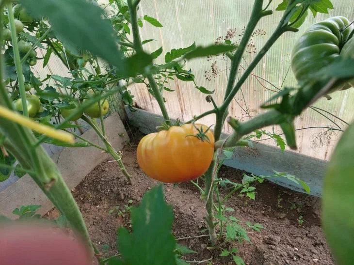 Tomato