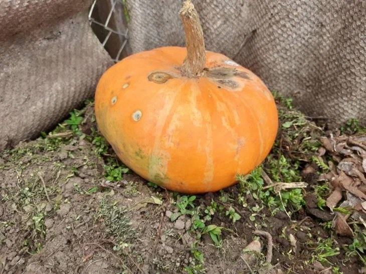 Calabaza