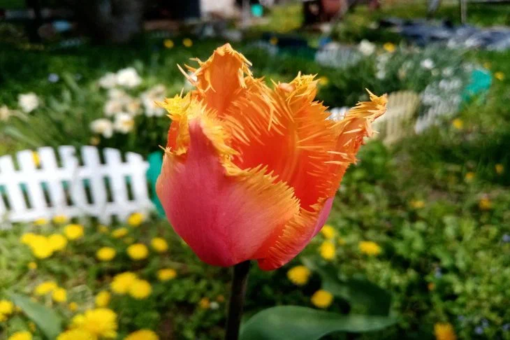 Tulip