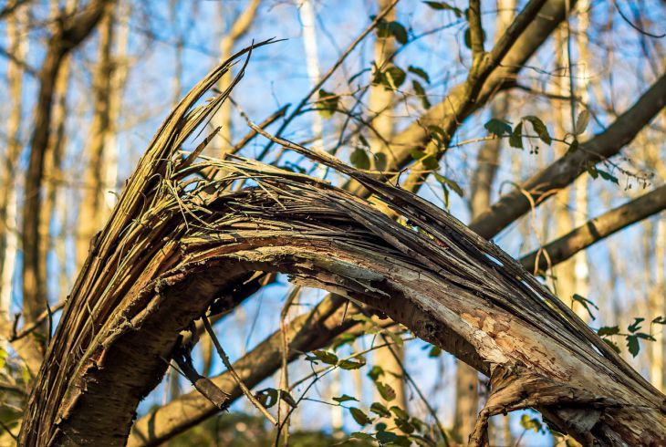 broken branch