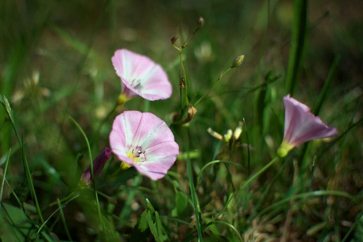 Bindweed