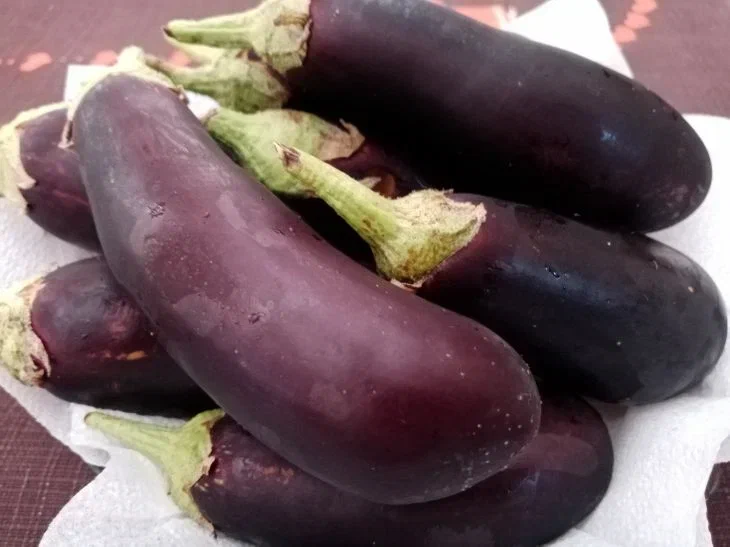 Aubergine