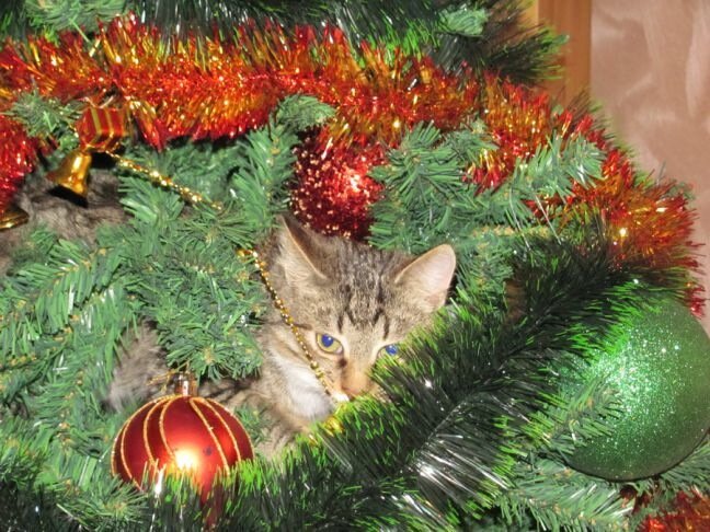 Weihnachtsbaumkatze