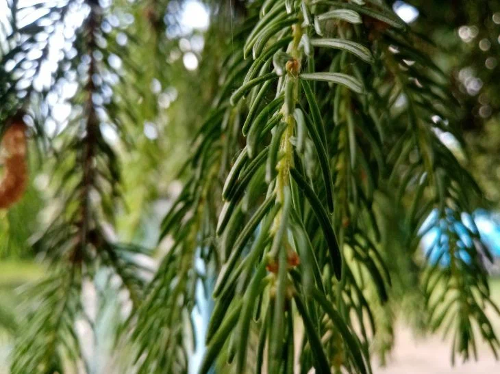 árbol de Navidad