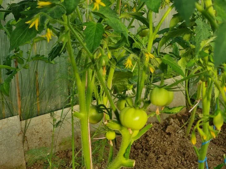 Tomatoes