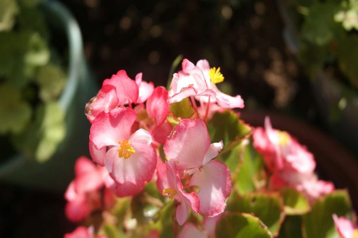 Begonia