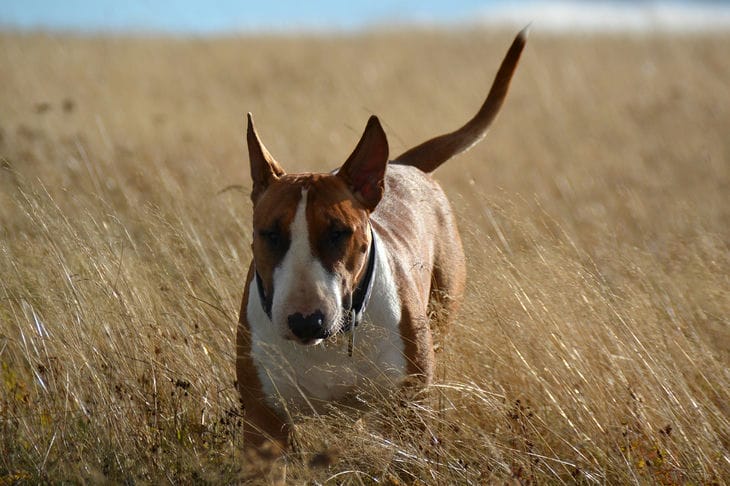 toro terrier