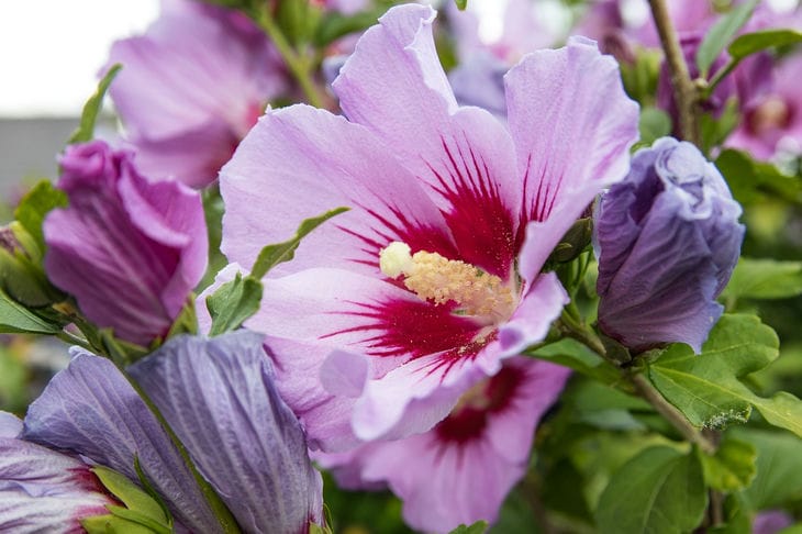 Hibiskus