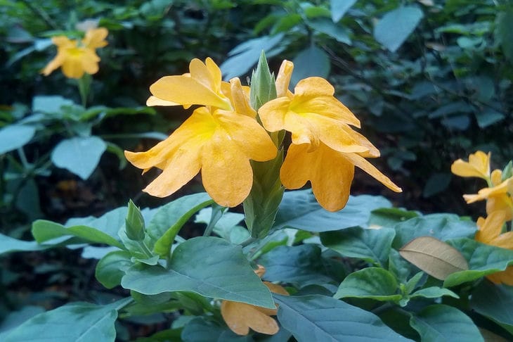 Crossandra