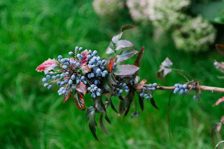 Mahonia aquifolium