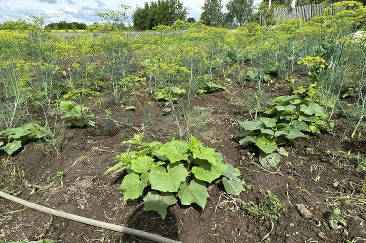 Jardín