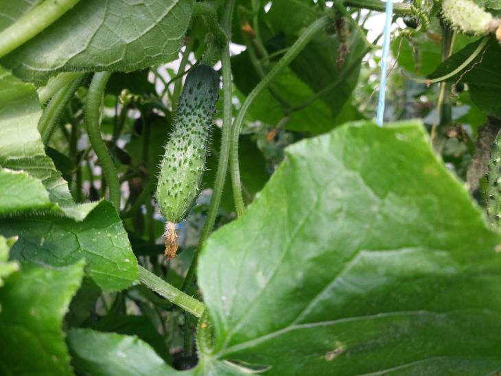 cucumbers