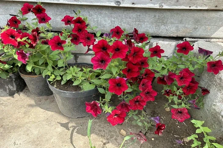 petunias