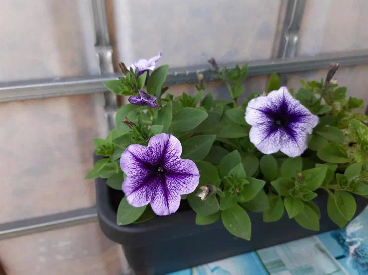 Petunias