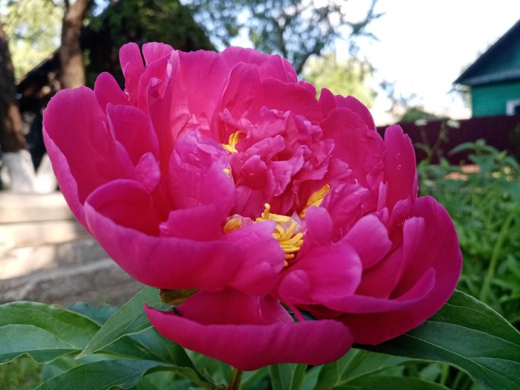 peony