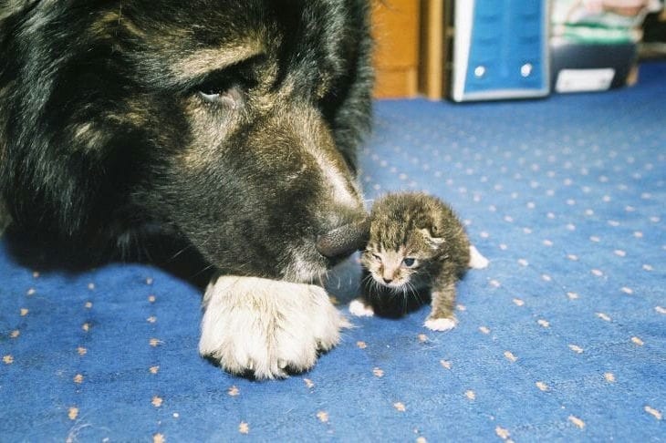 Animaux de compagnie