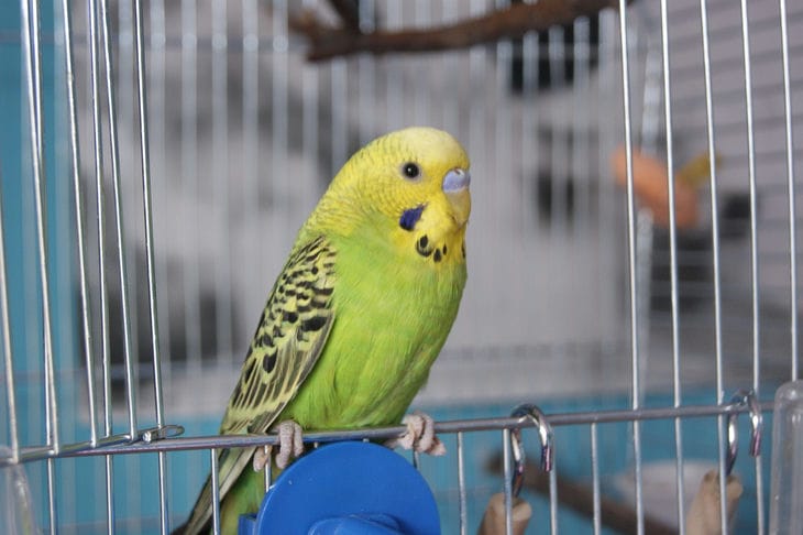 Budgerigar