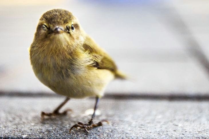 Ein Vogel