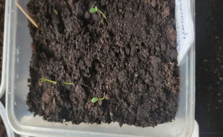 Seedling