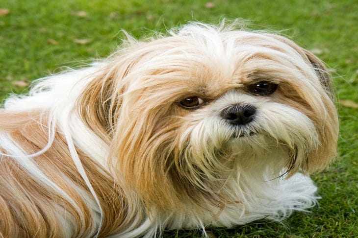 Shih Tzu