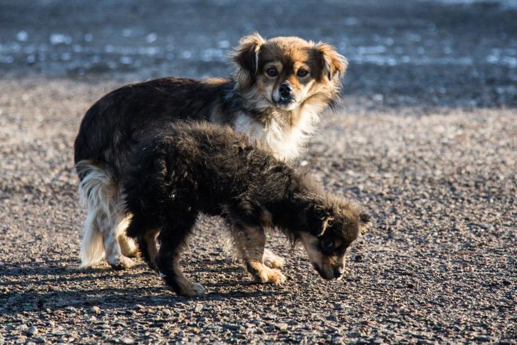 perros