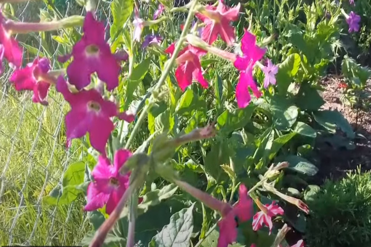 Fragrant tobacco