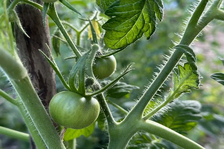 tomates