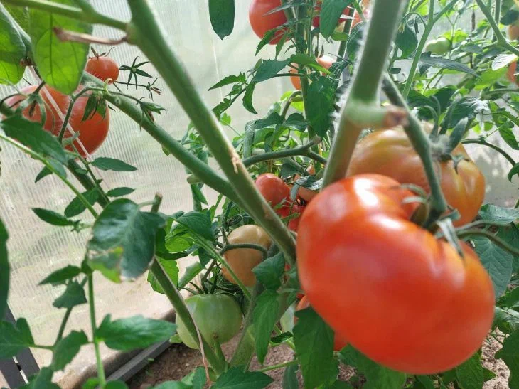 Tomatoes