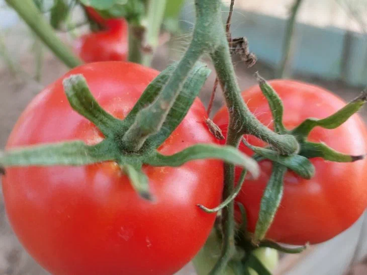 Tomates