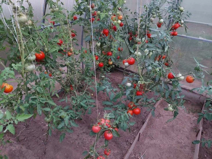 tomates