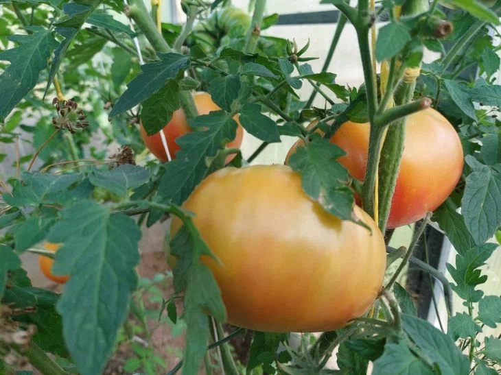 Tomatoes