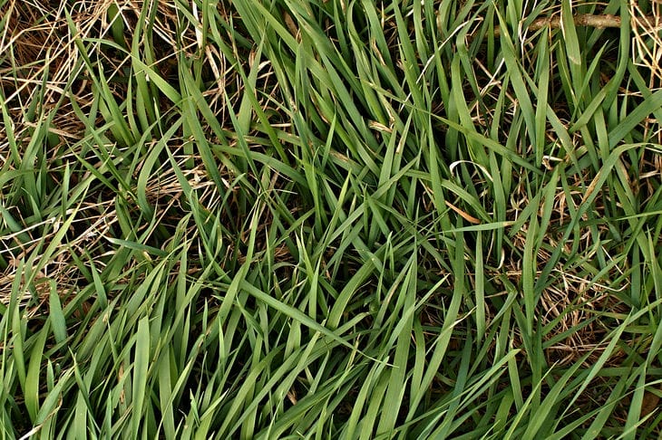 Gras