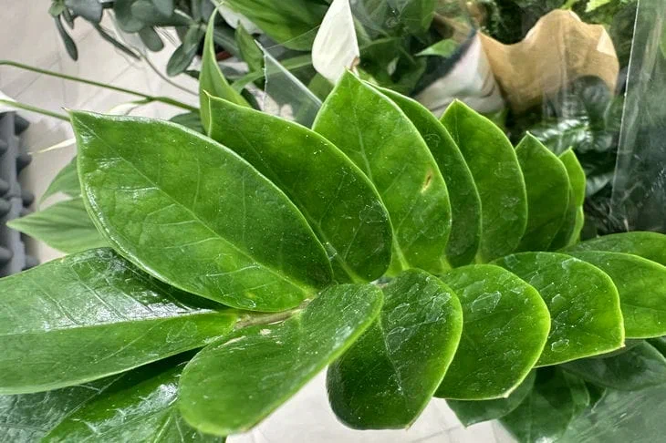 Zamioculcas