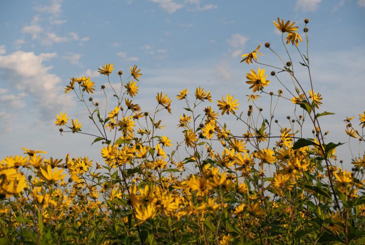 fleurs